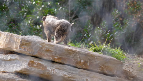 Neugieriges-Gepardenbaby-Acinonyx-Jubatus-An-Einem-Tag-In-Zeitlupe-Im-Rock-Montpellier-Zoo